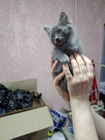 английский кот: В добрые руки мальчик,возраст 1,5 мес.,чистый,самостоятельный,лоток