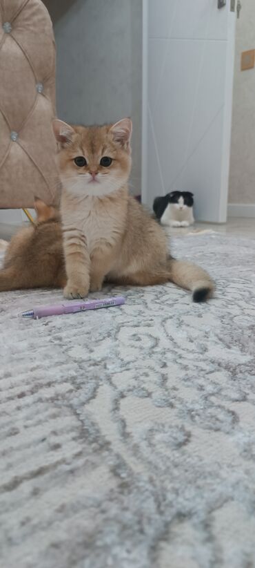 Pişiklər: Britan, Dişi, Yaxşı əllərə, Ünvandan götürmə, Ödənişli çatdırılma — 8