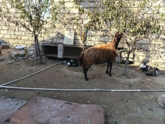 heyvanlara verilen adlar: Boğazdır 3 qarnına 650 manat lalafo.az -da heyvanlara verilen adlar: Boğazdır 3 qarnına 650 manat