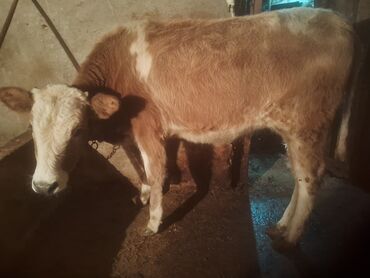 Dana, buzov: Satılır: cins dana - Növ: iribuynuzlu (dana) - Rəng: açıq qəhvəyi — 9