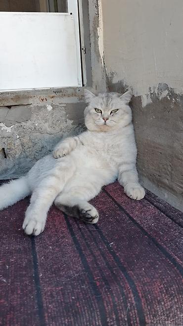 Pişiklər: Britan — 4