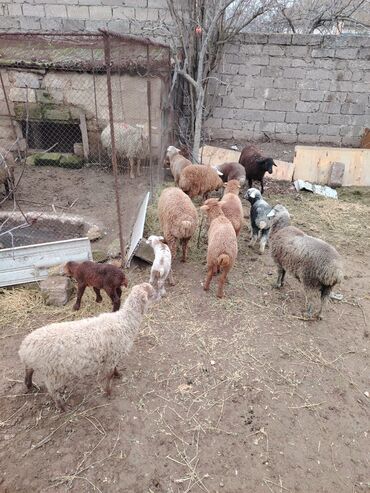 Qoyunlar, qoçlar: Məhsul: Qoyun və quzular Qoyun balası ilə satılır cəm 13 qoyun 13 — 12