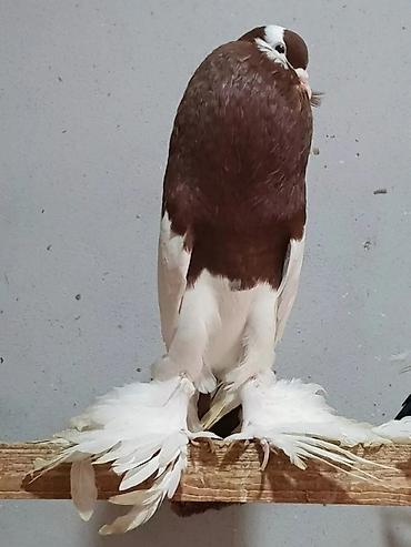 Pişiklər: Pişiklər — 17