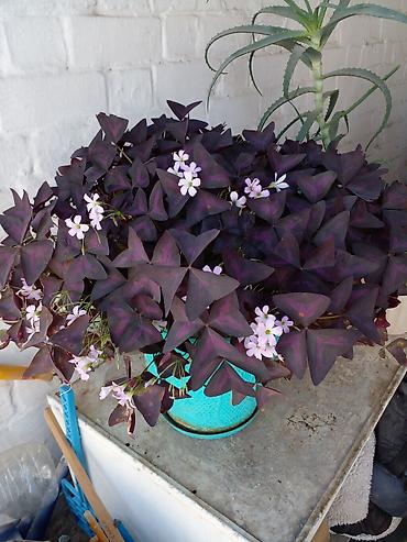 фикус шривериана: Оксалис фиолетовый (Oxalis triangularis), взрослое комнатное растение — 5