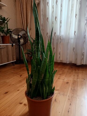 Otaq bitkiləri: Sansevieria (Qaynanadili) – iri ölçülü ev bitkiləri - Növ — 8