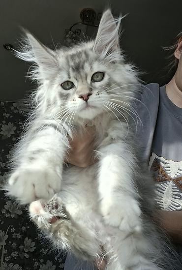 йоркширский терьер бишкек: Мейн-кун котёнок, серебристый мрамор (silver tabby) с эффектным — 3