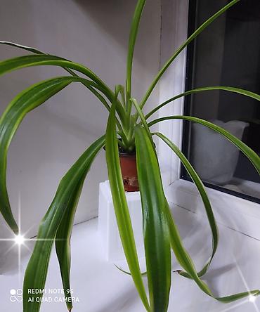 Другие комнатные растения: Хлорофитумы. распродажа Хлорофитум - можно по праву назвать — 1