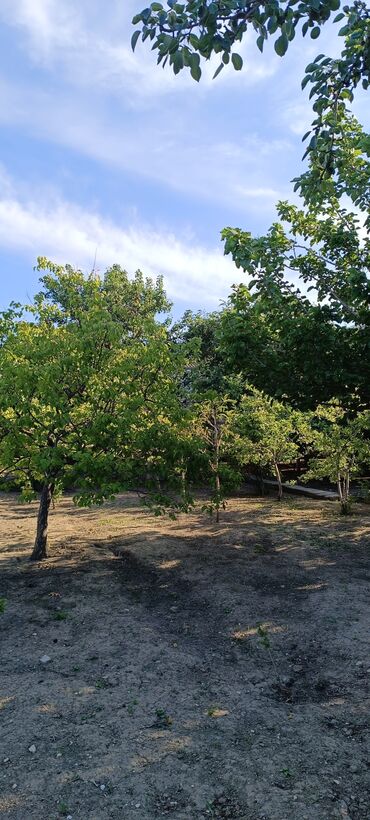 Torpaq sahələrinin satışı: 8 sot, Tikinti, Mülkiyyətçi, Kupça (Çıxarış) -da lalafo.az — 3 Torpaq sahələrinin satışı: 8 sot, Tikinti, Mülkiyyətçi, Kupça (Çıxarış) — 3