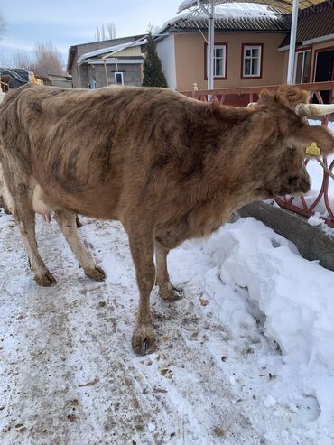 Коровы, быки: Продаю | Корова (самка) | Алатауская, Симментальская | На откорм, Для разведения, Для молока | После отела — 15