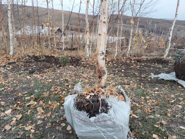 пьедесталом раковина с: Саженцы деревьев: Берёзы