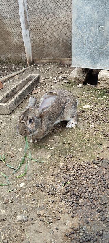dovşan satılır: Salam valikan satlr bir ilik erkeydi unvan gulculuk