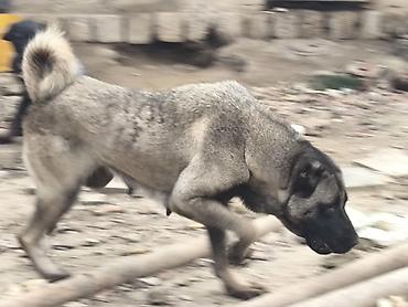 ovcarka: Dişi kanqal satılır damazlıq. 2 dəfə bala verib. problemsiz sağlam — 1