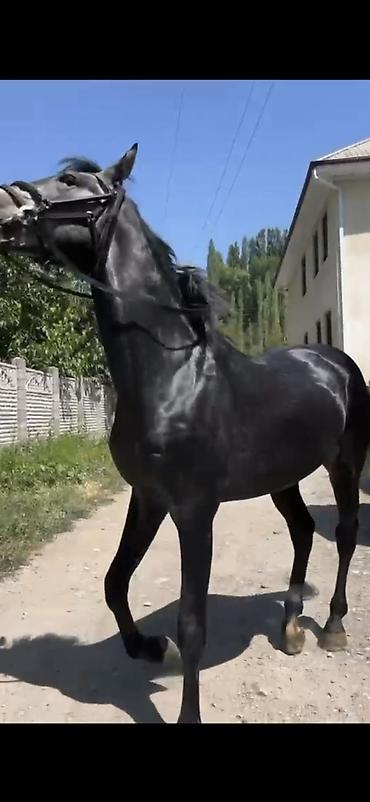 пиявка бишкек: Сатам | Байтал | Көбөйтүү үчүн | Асыл тукумдуу — 7