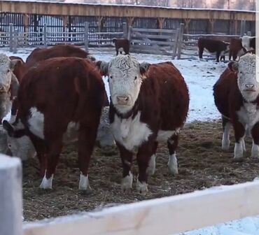 купить кошку британская вислоухая: Продаю | Корова (самка), Бык (самец), Тёлка | Ангус, Герефорд, Алатауская | На забой, Для разведения, Для молока