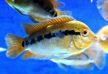 Balıqlar: Cixlid balığı — 6