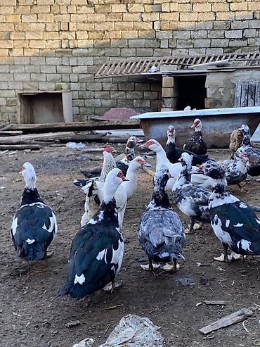 herati fərəsi: Lal ördəklər tam sağlar cavandılar 1 ilin fərələridi, 7 8 aylıqlarda — 8