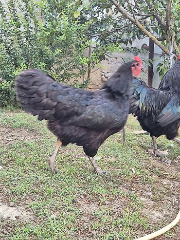 Toyuq, Australorp, Damazlıq, Ödənişli çatdırılma lalafo.az -da Toyuq, Australorp, Damazlıq, Ödənişli çatdırılma