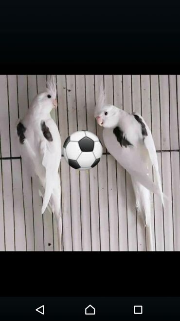 Tutuquşları: Yaponiclər və yaponicdən dömmələr — 23