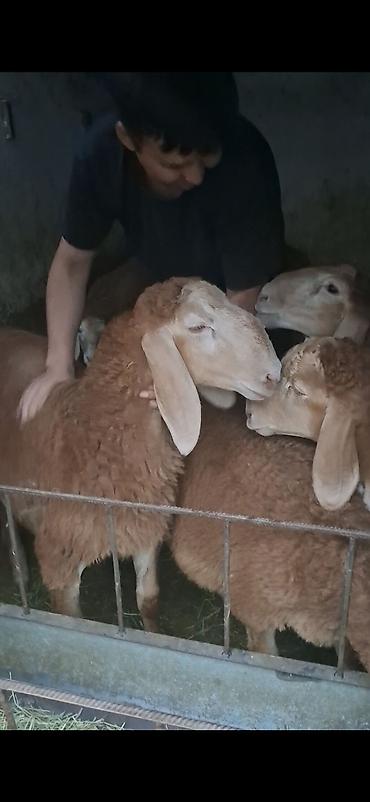 кошки бишкек купить: Продаю | Ягненок, Баран (самец) | Арашан | Для разведения | Племенные — 9