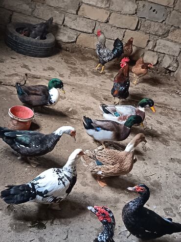Ördəklər: Satılır: ördək və toyuq/quzuqoyun qarışıq həyət quşları - Növlər — 1