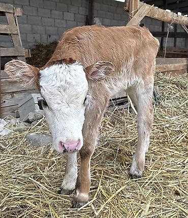 Коровы, быки: Продаю | Тёлка | На откорм — 8