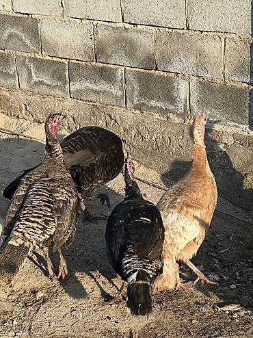 Птицы: 9 самок и 5 петухов 
Молодые крупные — 9