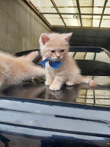 Pişiklər: Britan — 10