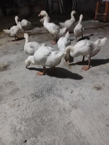 arı satışı 2020: Linda Kuban qazlar 2 aylıqdır sayı 14 ədəddir. Real alıcılar narahat — 3