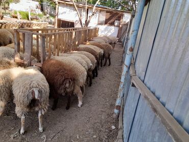 Quzu: Quzu, Erkək, ay: 6, Ətlik, Ünvandan götürmə