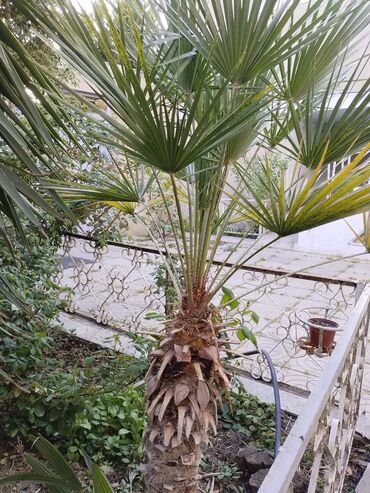 Otaq bitkiləri: 5 illik palma.Hündürlüyü 2m