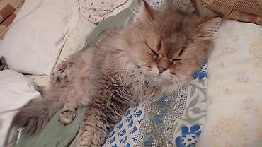 Продажа кошек: Сибирская, 2 года, Мальчик, Золотая шиншилла, Приучена к лотку, Проглистована, С прививками — 7