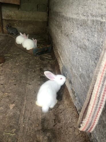 бургундский кролик: Продаю | Крольчата | Фландр