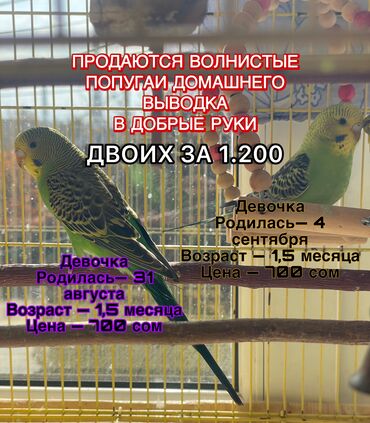 домашние пельмени цена: Волнистые попугаи домашнего вывода - Девочка, родилась 31 августа
