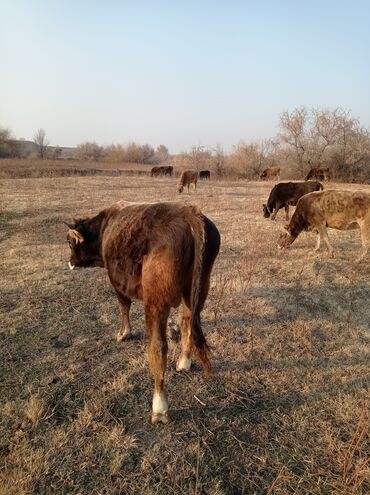 Коровы, быки: Продаю | Бык (самец) | Швицкая | Для разведения, На откорм | Осеменитель — 10