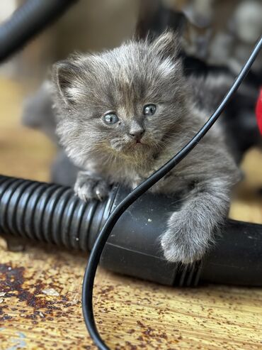 котята даром бишкек: Мальчик