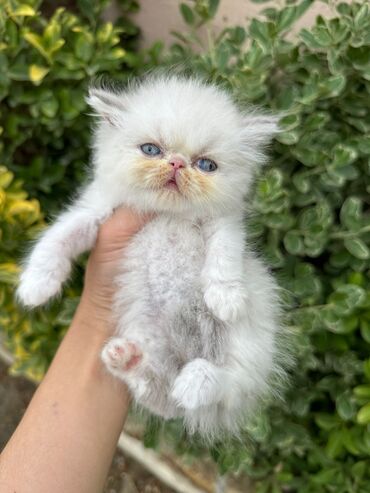 Pişiklər: Şotland yastı qulaq, Erkək, Dişi, Yaxşı əllərə, Ünvandan götürmə, Pulsuz çatdırılma, Ödənişli çatdırılma — 106