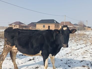 быки кара балта: Продаю | Корова (самка) | Голштин, Симментальская | Для разведения, Для молока | Стельные
