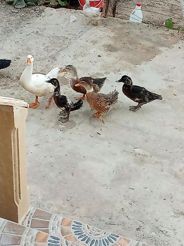 pekin ördeği: Satış: ördəklər - Növlər: müxtəlif cinslər (ağ Pekin tipli, rəngli — 3