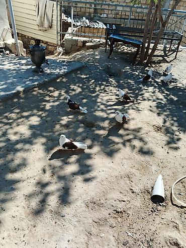 goyercinler: Bir 30 manat — 2