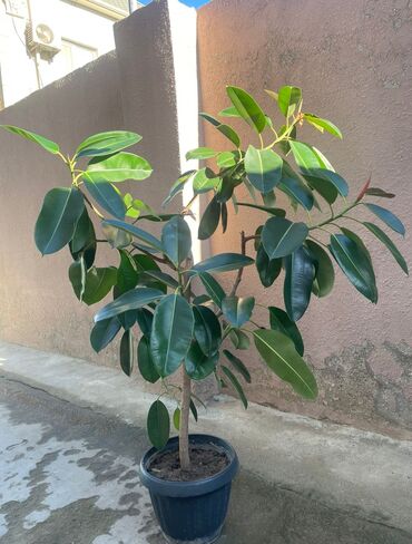 piy eriden bitkiler: Böyük ölçülü otaq bitkisi – Fikus elastika (Rezin ağacı) - Qara