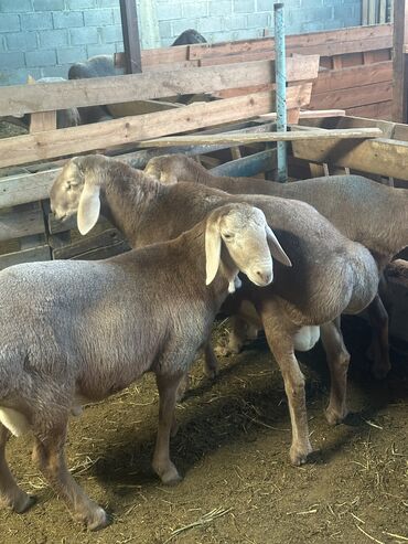 наполнитель для животных: Сатам | Кочкор (эркек) | Арашан | Көбөйтүү үчүн | Жасалма жол менен боозутуу