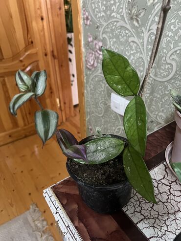 Otaq bitkiləri: Her nov guler var endirimnen verecem Gencedi istiyen yazsin satiş — 83