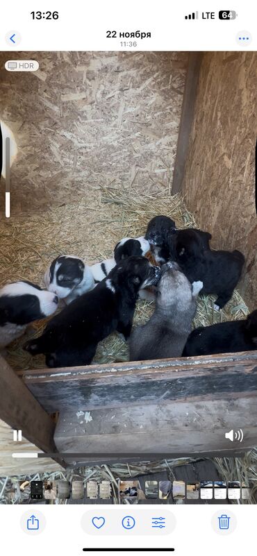 Продажа собак: Алабай, 2 месяца, Самка, С прививкой, С родословной — 2