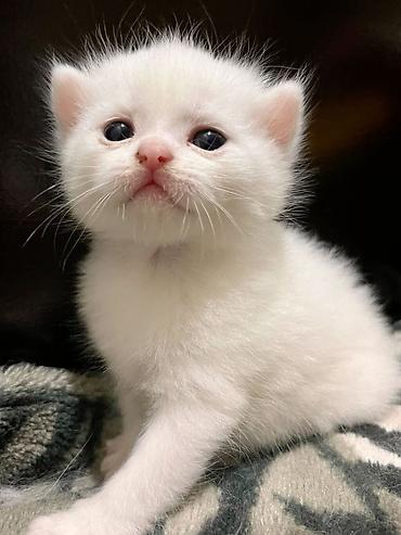 кошки белые: 1 месяц, Мальчик, Белый, Проглистована — 2