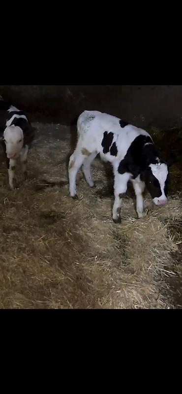 Dana, buzov: Satış üçün buzovlar - Növ: südlük/dana növü, qarışıq ləkəli rənglər — 6