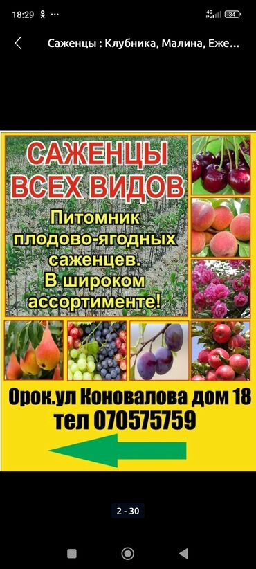 Цветы: Саженцы цветка: Роза