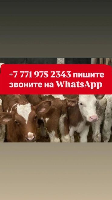 зоотовары оптом дордой: Сатам | Уй (ургаачы), Бука (эркек), Музоо | Ангус, Голштин, Алатоолук | Көбөйтүү үчүн, Союуга, Сүт алуу үчүн