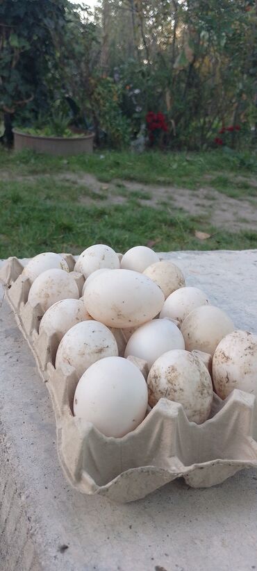 sudluk inekler satışı: Təmiz qan pekin ördək yumurtası satılır
