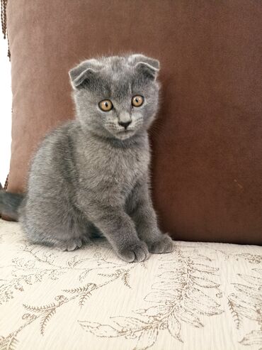 бойные голуби продажа: Шотландский вислоухий котёнок (Scottish Fold) - Окрас: сплошной серый