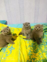 Pişiklər: Şotland, Dişi, Yaxşı əllərə, Ünvandan götürmə — 1